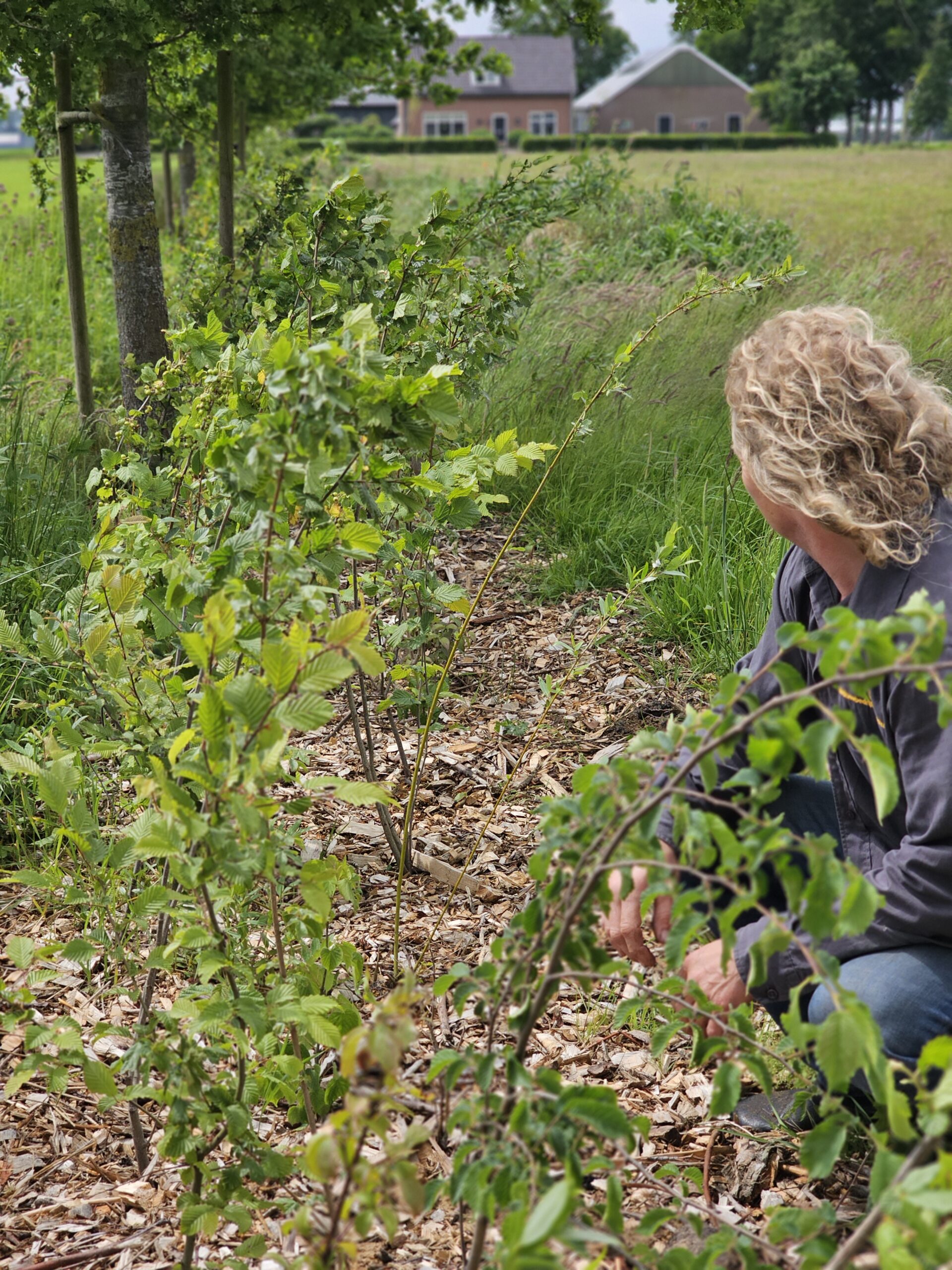 Doel afbeelding Agroforestry Netwerk Overijssel