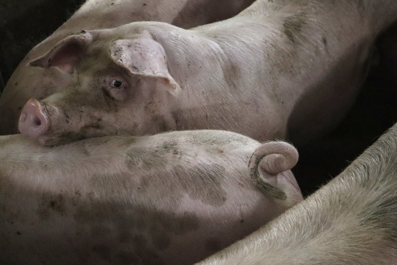 Doel afbeelding Genetica een sleutel naar een intacte varkensstaart