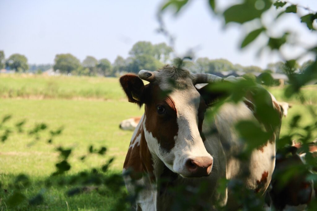 Terugblik VKON Online Café – Omschakelen naar biologische melkveehouderij