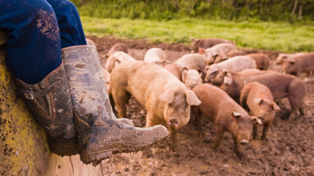 PERSBERICHT | Dierwaardig boeren: Het convenant in de praktijk