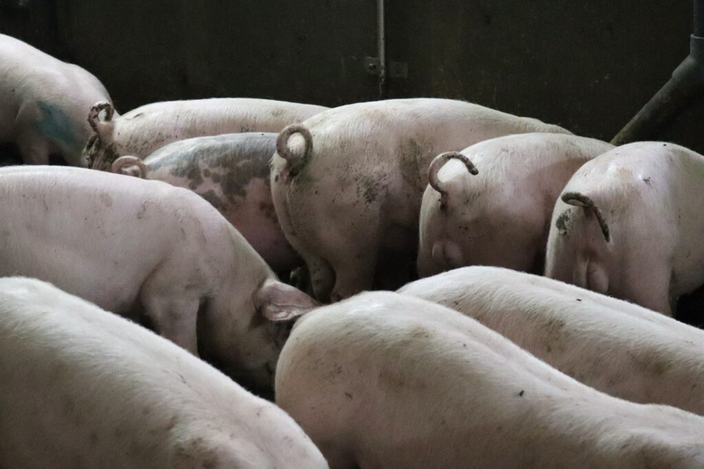 Met lange staarten werken vraagt om een goede basis Deel 4