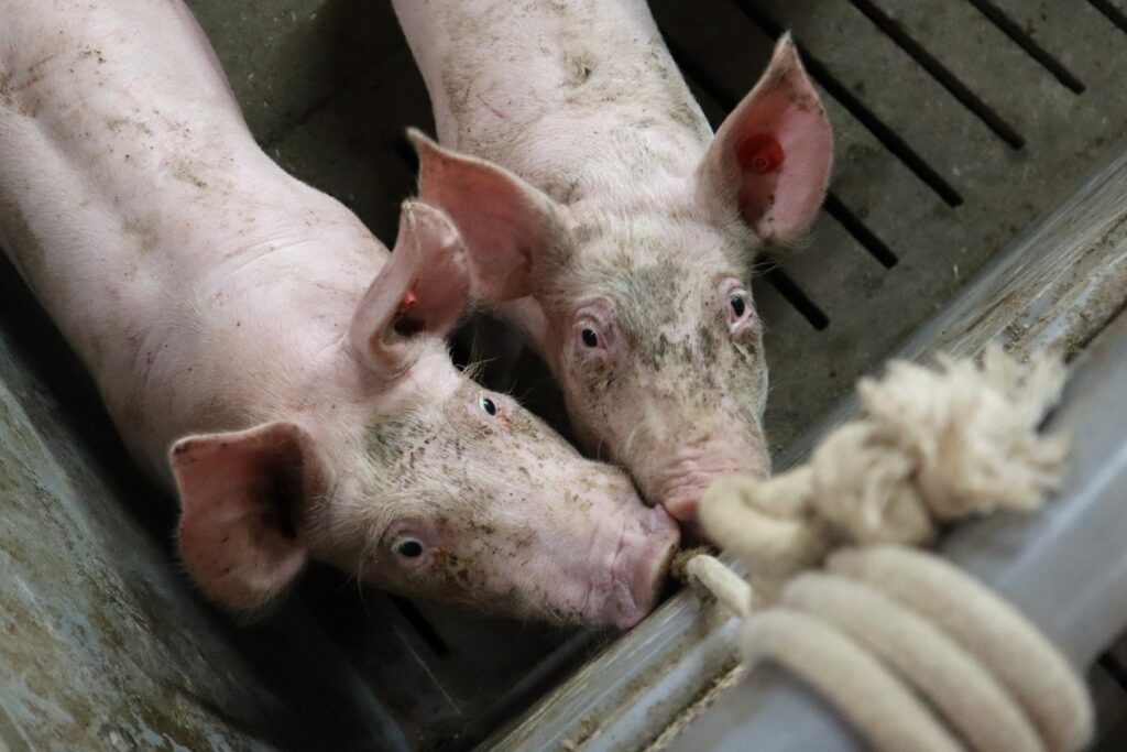 Gezonde varkens met lange staarten: een hele uitdaging! Deel 5