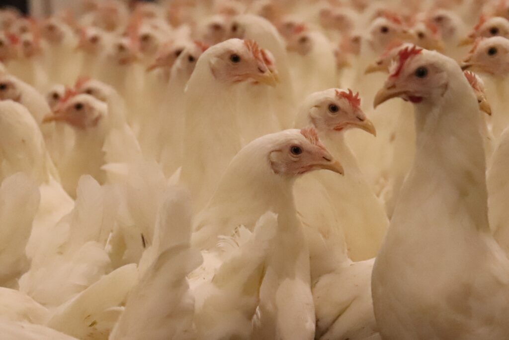 Leghennen: Mycotoxinebinders leveren waardevolle praktijkinzichten op