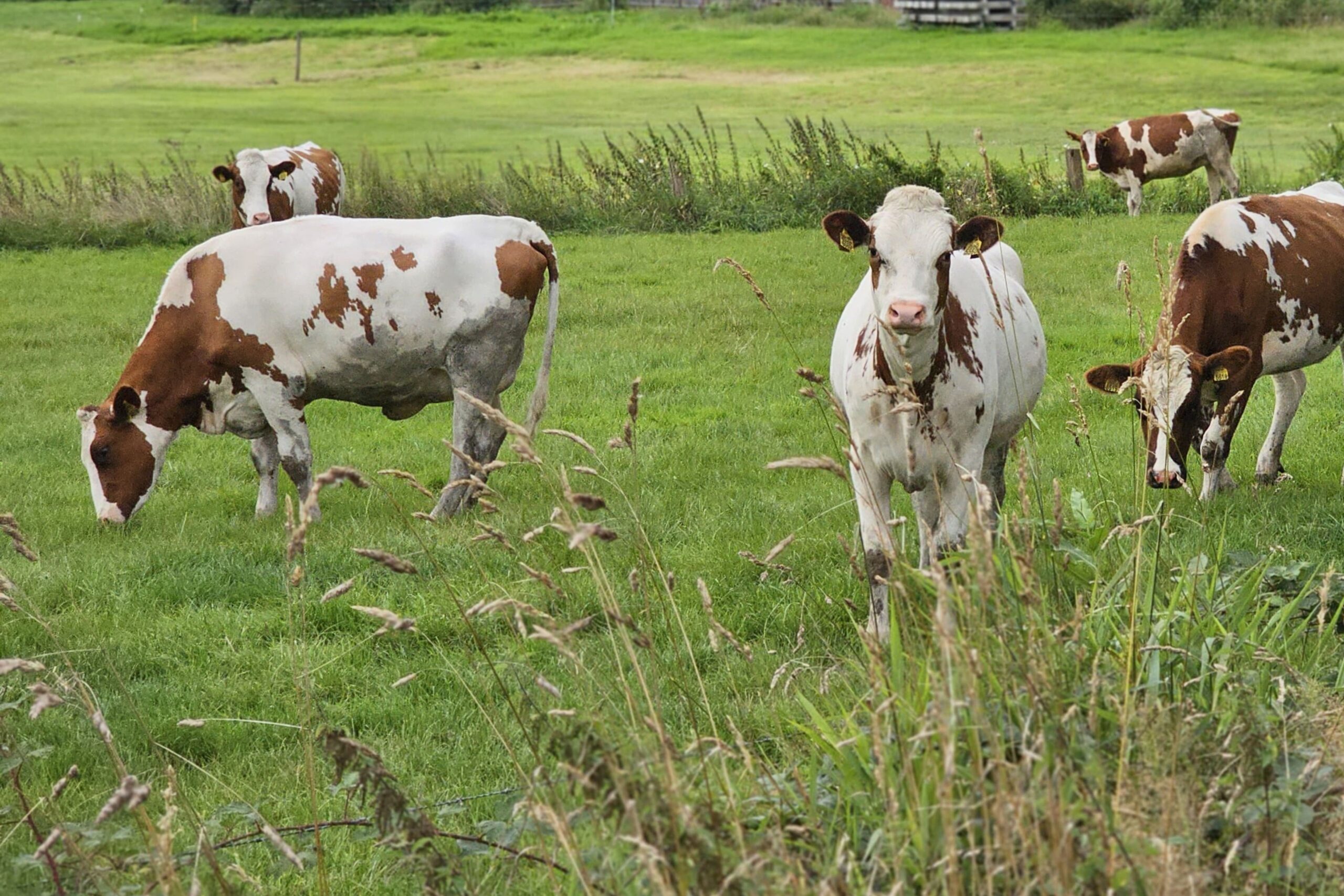 CirCOWlair in de praktijk