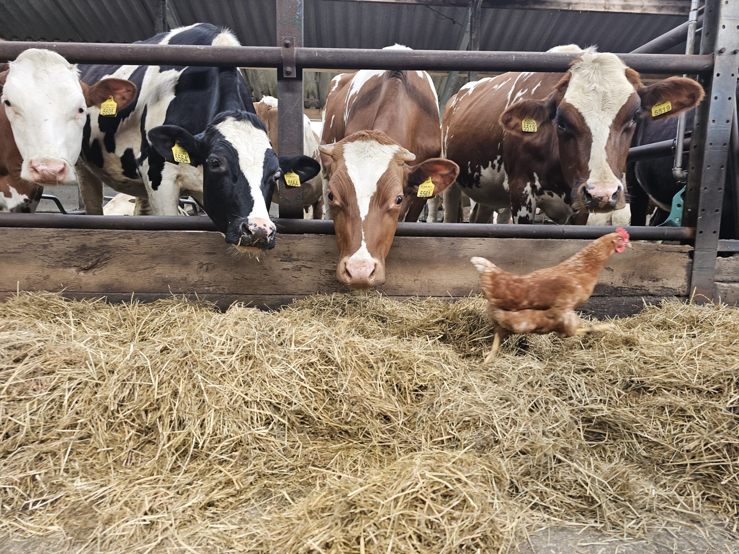 Doel afbeelding CirCOWlair in de praktijk