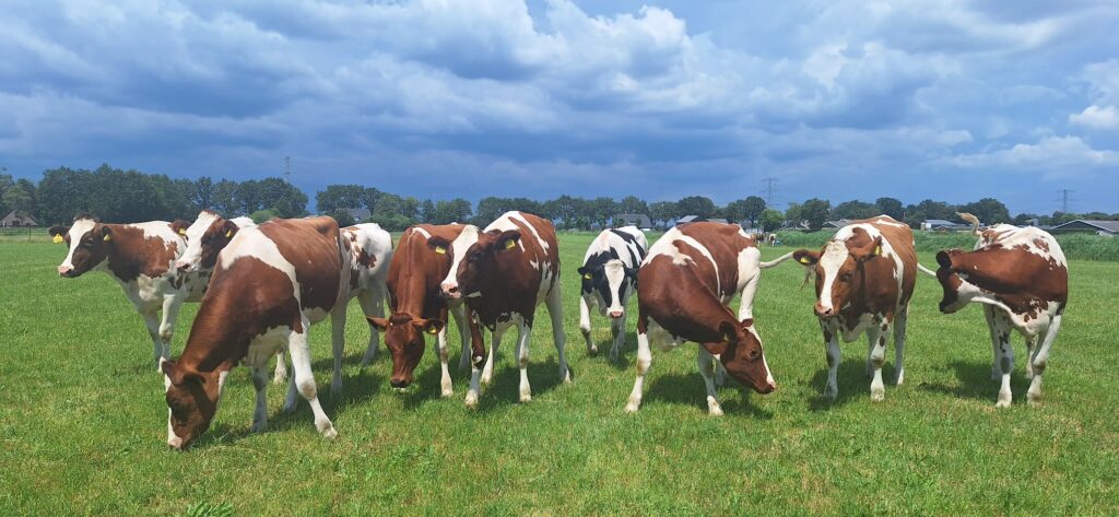 Zomerbijeenkomst Project 'Van Grond tot Grazer Gezond'